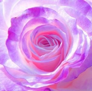 Meet your Posher, Cora